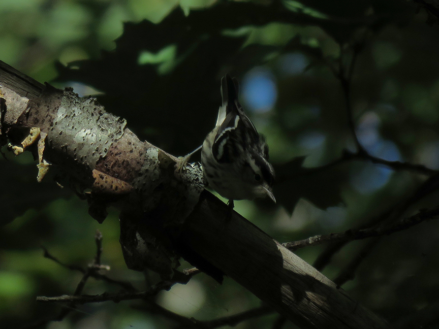 Click for larger view. Black-and-white Warbler, Beech Hill Preserve, Rockport, Maine, 01 September 2017.