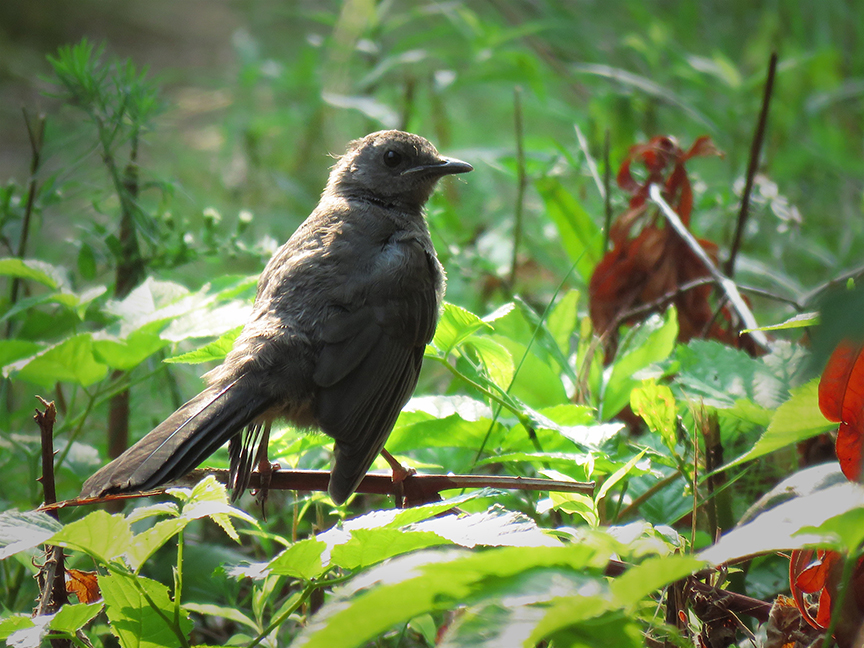 Click for larger view. Gray Catbird (juvie), Beech Hill Preserve, Rockport, Maine, 11 September 2017.