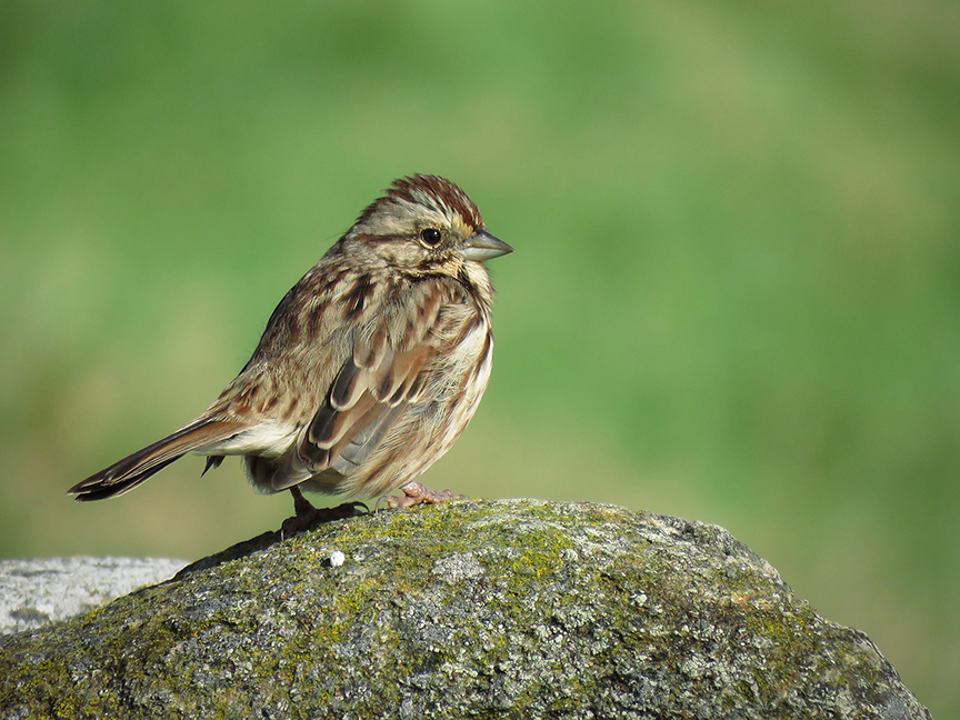 Click for larger view. Song Sparrow, Beech Hill Preserve, Rockport, Maine, 21 September 2017.