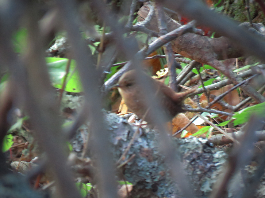Click for larger view. Glimpse of Winter Wren, Beech Hill Preserve, Rockport, Maine, 02 October 2017.