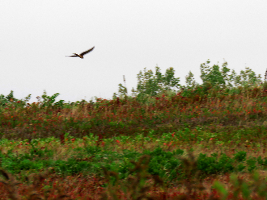 Click for larger view. Northern Harrier, Beech Hill Preserve, Rockport, Maine, 08 October 2017.