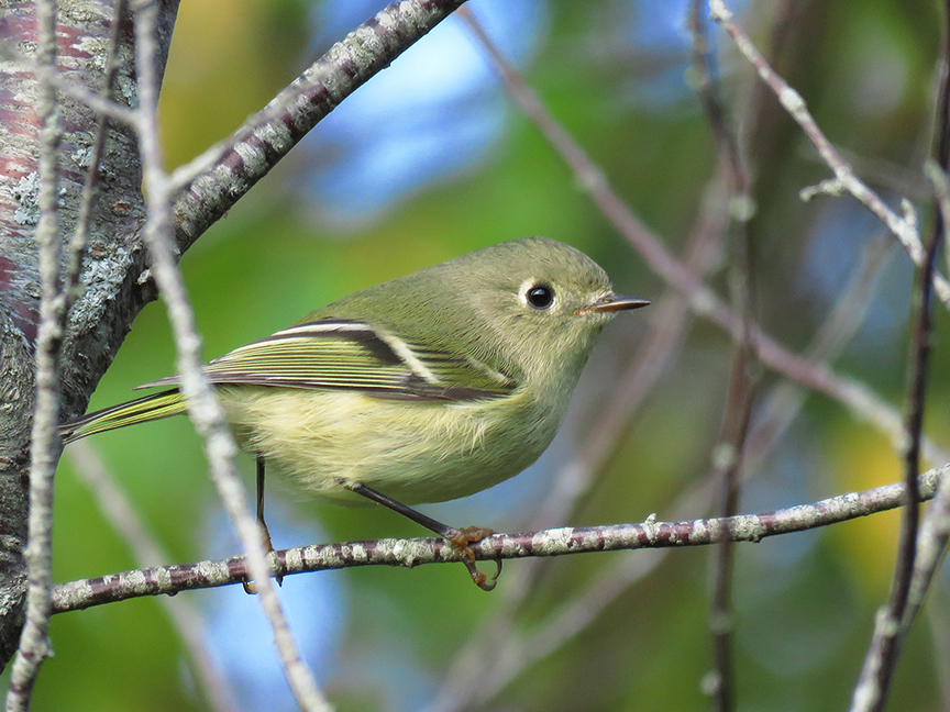 Click for larger view. Ruby-crowned Kinglet, Beech Hill Preserve, Rockport, Maine, 06 October 2017.