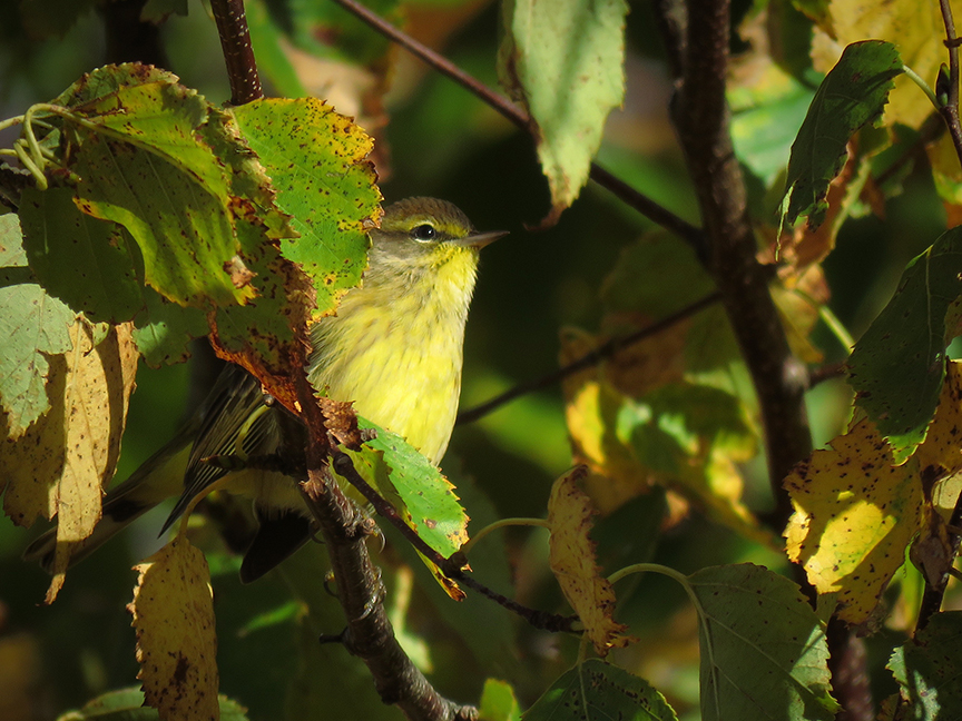 Click for larger view. Palm Warbler, Beech Hill Preserve, Rockport, Maine, 11 October 2017.