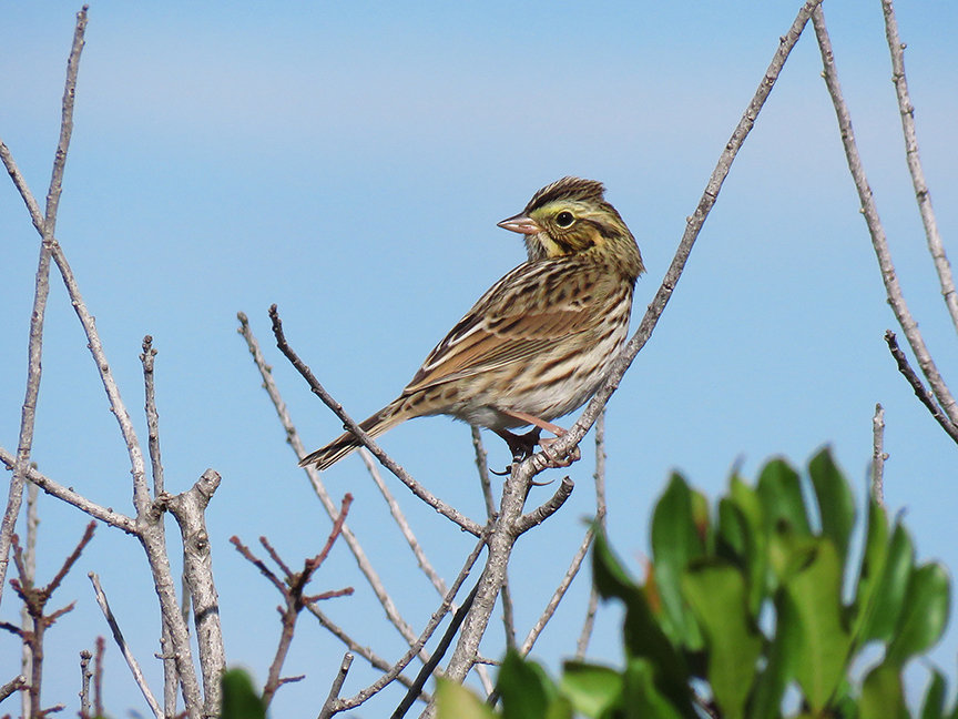 Click for larger view. Savannah Sparrow, Beech Hill Preserve, Rockport, Maine, 11 October 2017.