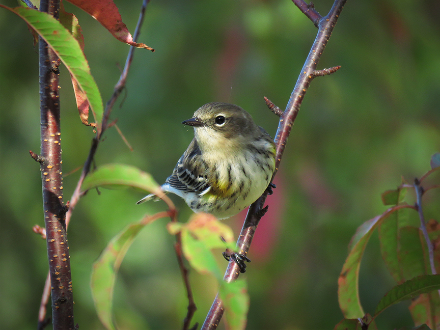 Click for larger view. Yellow-rumped Warbler, Beech Hill Preserve, 03 October 2017, Rockport, Maine,