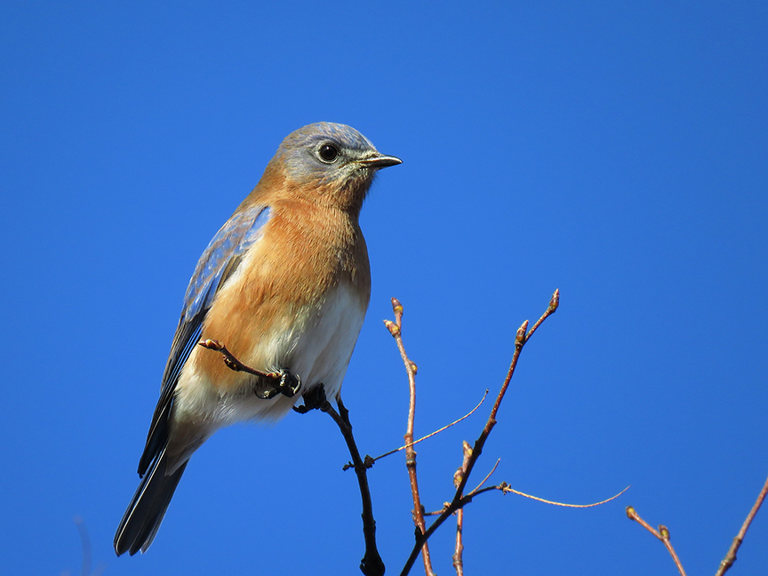 Click for larger view. Eastern Bluebird, Beech Hill Preserve, Rockoprt, Maine, 21 November 2017.