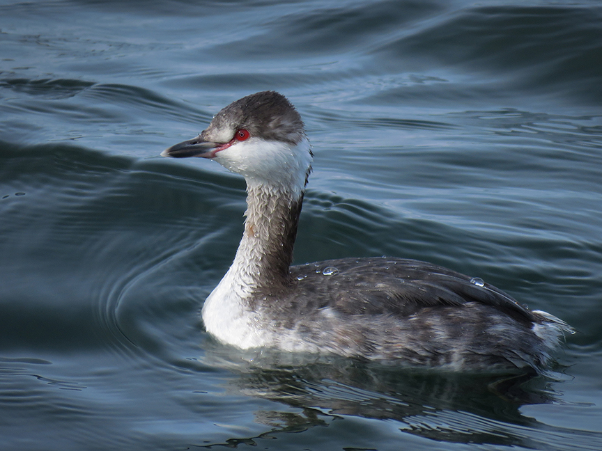 Click for larger view. Horned Grebe, Rockland Breakwater, Rockland, Maine, 11 March 2018.