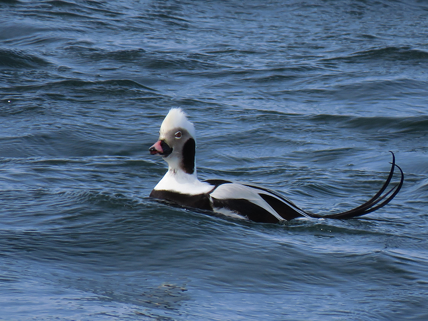 Click for larger view Long-tailed Duck (male), Rockland Breakwater, Rockland, Maine, 11 March 2018.