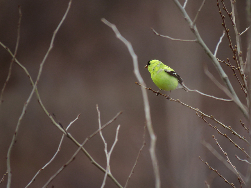 Click for larger view. American Goldfinch, Beech Hill Preserve, Rockport, Maine, 19 April 2018.
