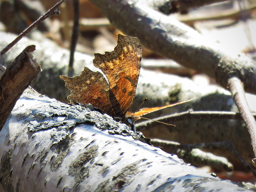 Click for larger view. Eastern Comma, Beech Hill Preserve, Rockport, Maine, 21 April 2018.