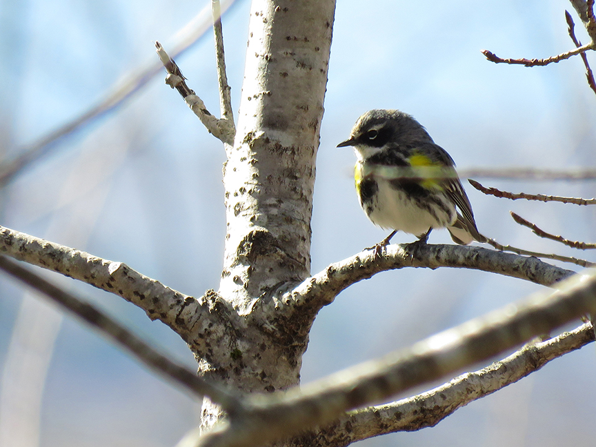 Click for larger view. Yellow-rumped Warbler, Beech Hill Preserve, Rockport, Maine, 21 April 2018.