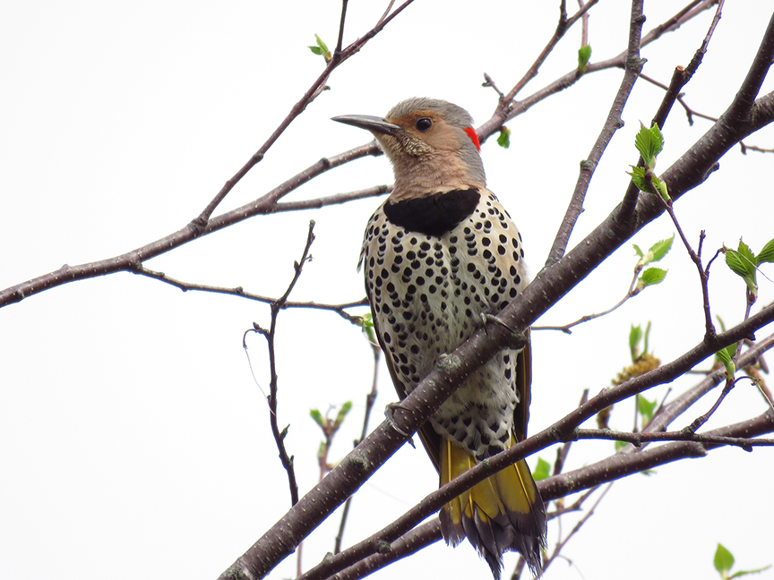Click for larger view. Northern Flicker (female), Beech Hill Preserve, Rockport, Maine, 17 May 2018.