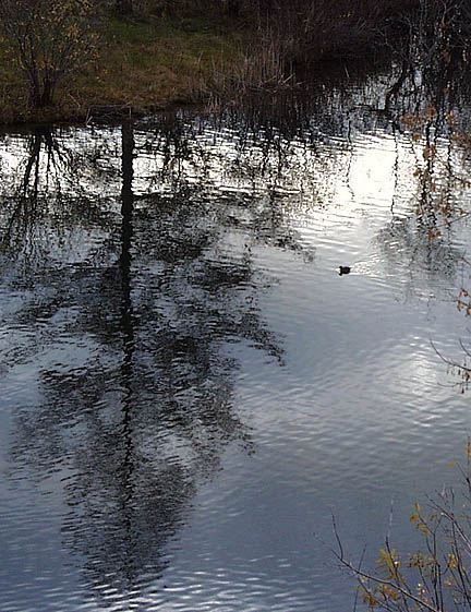 Coot