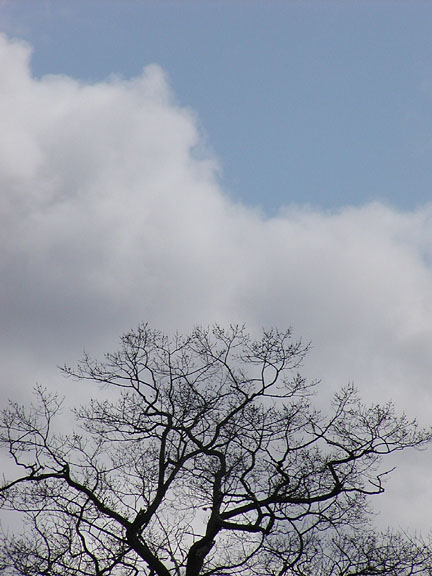 Late-March Sky