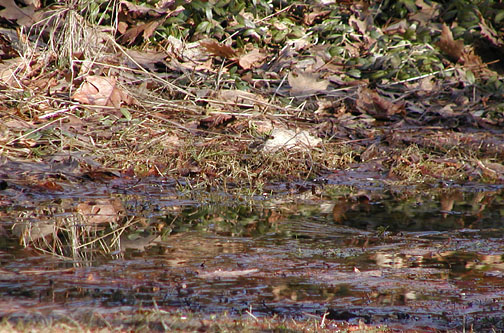 Thaw puddle