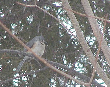 Tufted Titmouse