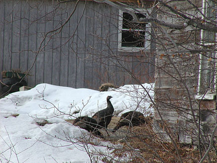 Turkeys