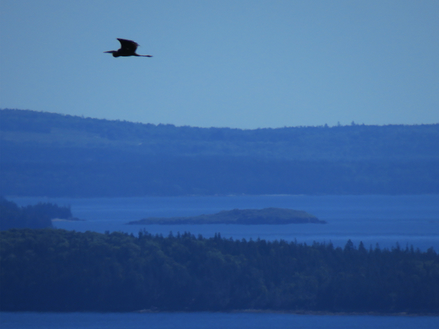 Click for larger view. Great Blue Heron, Beech Hill Preserve, Rockport, Maine, 07 July 2018.