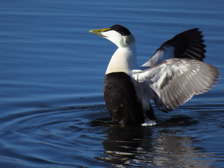 Common Eider (male), Rockland Breakwater, Rockland, Maine, 14 January 2019.