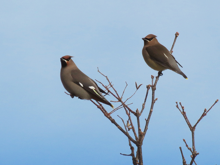 Bohemian Waxwing and Cedar Waxwing, Rockland, Maine, 11 February 2019.