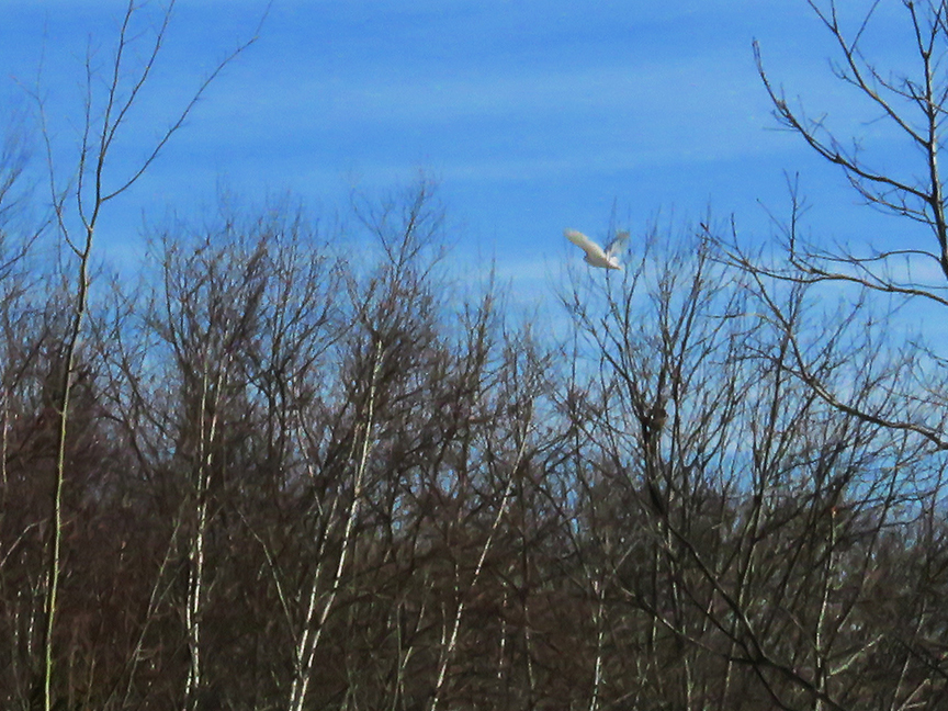 Glimpse of Snowy Owl, Beech Hill Preserve, Rockport, Maine, 23 February 2019.