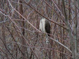Glimpse of Sharp-shinned Hawk, Beech Hill Preserve, Rockport, Maine, 30 April 2019.