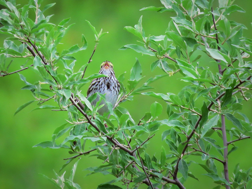 Savannah Sparrow, Beech Hill Preserve, Rockport, Maine, 29 June 2019.