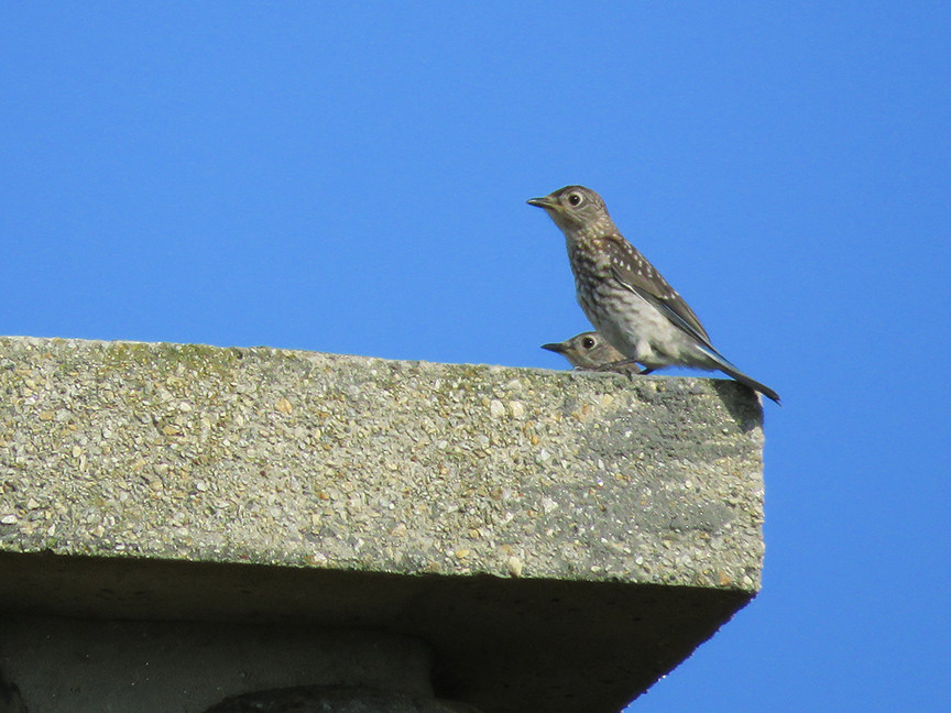 Juvie bluebirds, Beech Hill Preserve, Rockport, Maine.