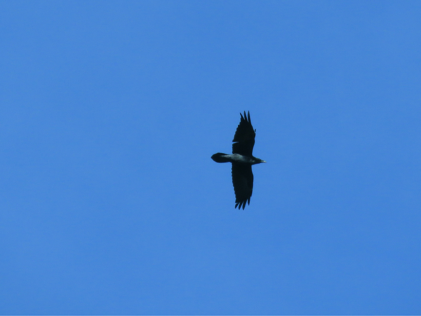 Common Raven, East Millcreek, Salt Lake City, Utah, 31 October 2019.