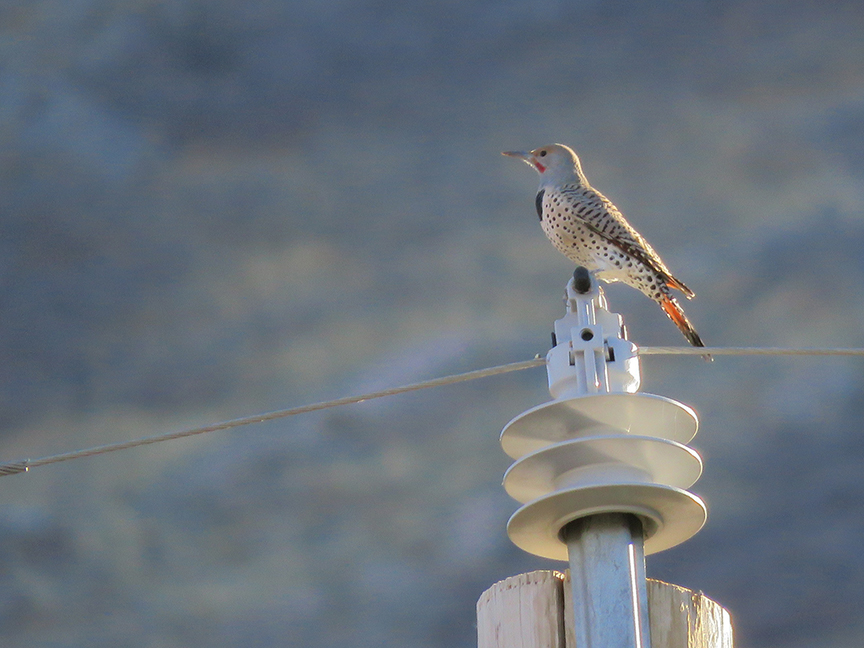 Northern Flicker (red-shafted race), East Millcreek, Salt Lake City, Utah, 09 November 2019.