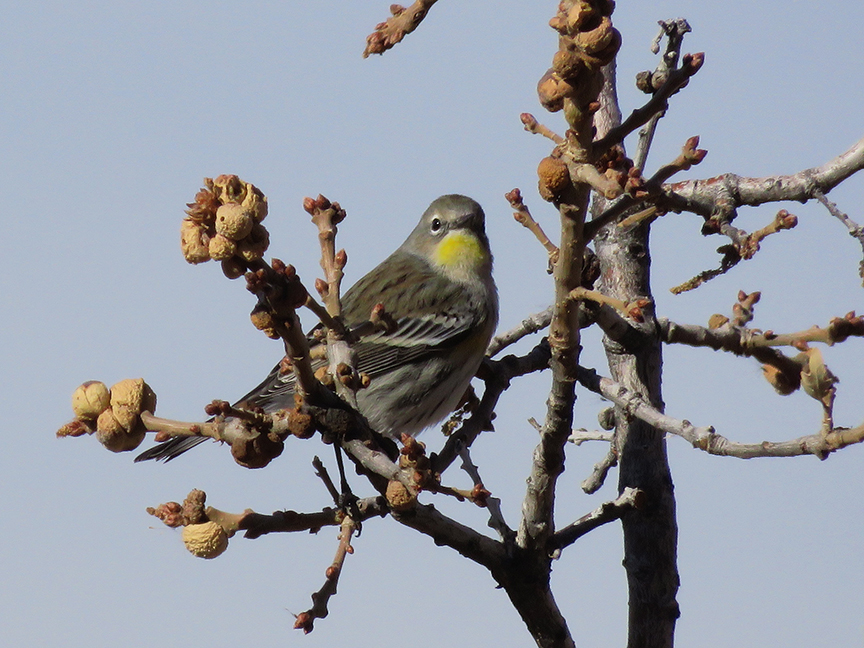 Yellow-rumped Warbler, East Millcreek, Salt Lake City, Utah. 24 November 2019.