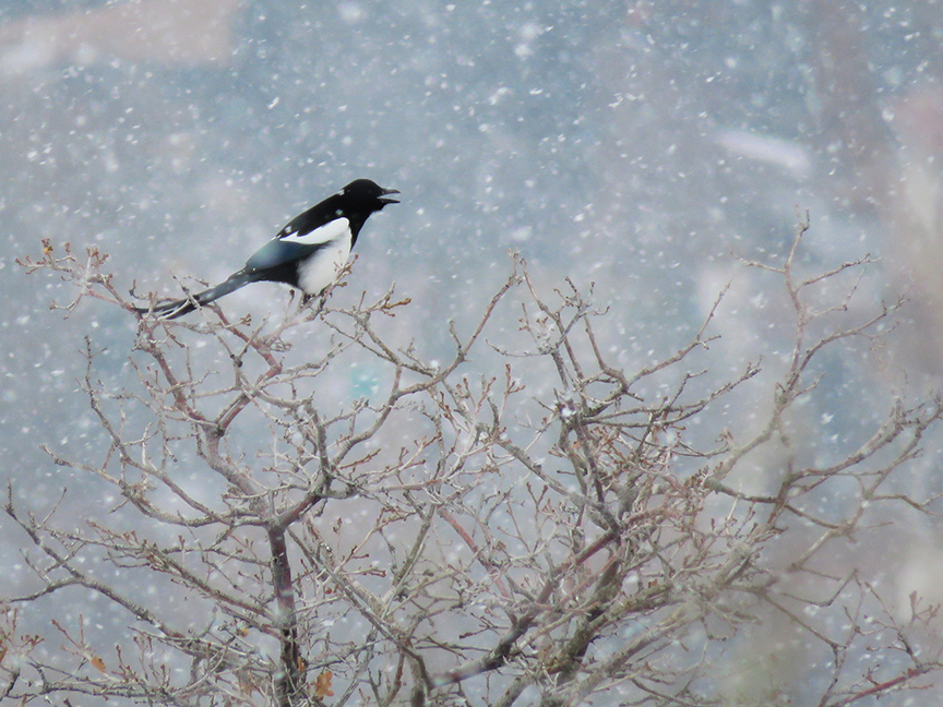 Black-billed Magpie, East Millcreek, Salt Lake City, Utah, 29 December 2019.
