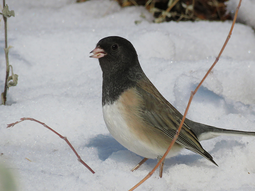 Dark-eyed Junco, East Millcreek, Salt Lake City, Utah, 19 December 2019.