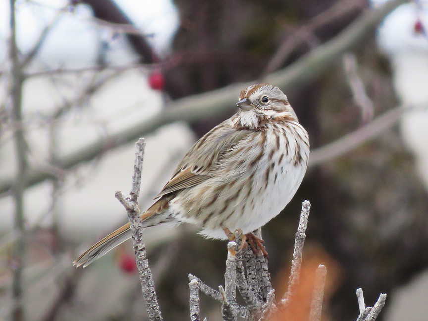 Song Sparrow, East Millcreek, Salt Lake City, Utah, 31 December 2019.