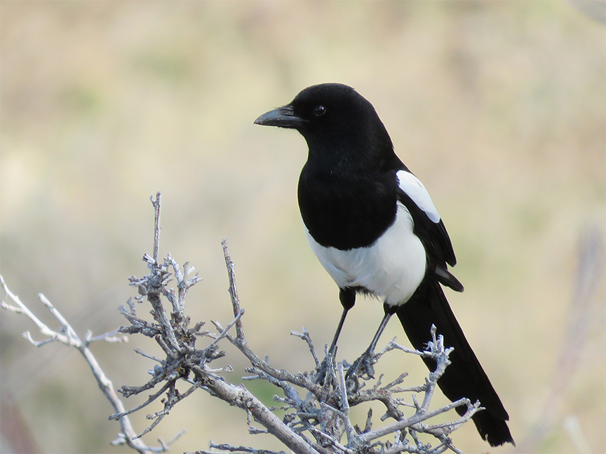 Black-billed Magpie, East Millcreek, Salt Lake City, Utah, 31 March 2020.