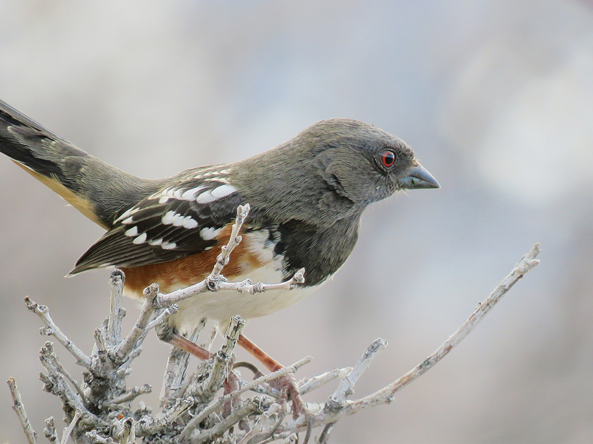 Spotted Towhee (female), East Millcreek, Salt Lake City, Utah, 15 March 2020.