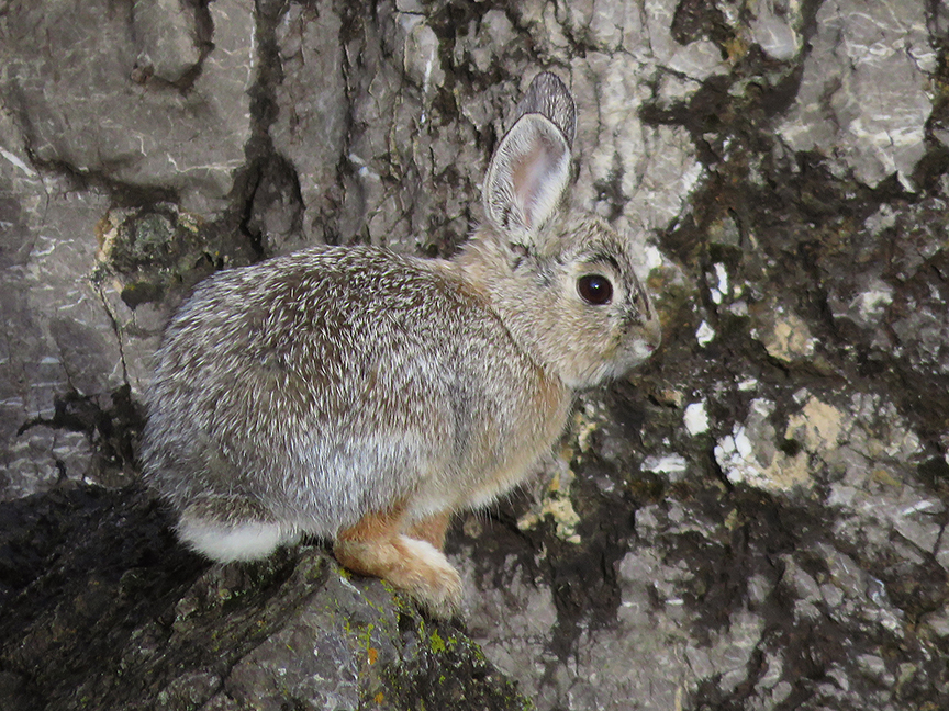 Mountain Cottontail, East Millcreek, Salt Lake City, Utah, 15 April 2020.