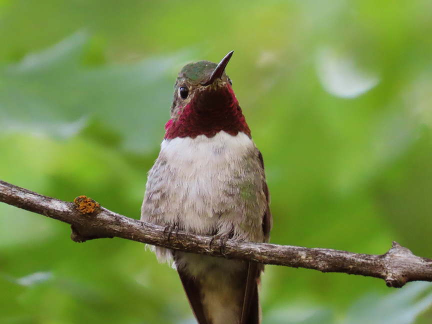 Broad-tailed Hummingbird (male), East Millcreek, Salt Lake City, UTah, 31 July 2020.