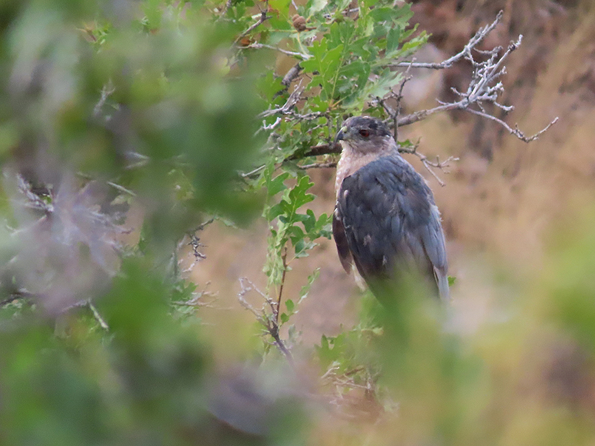 Sharp-shinned Hawk, East Millcreek, Salt Lake City, Utah, 24 August 2020.