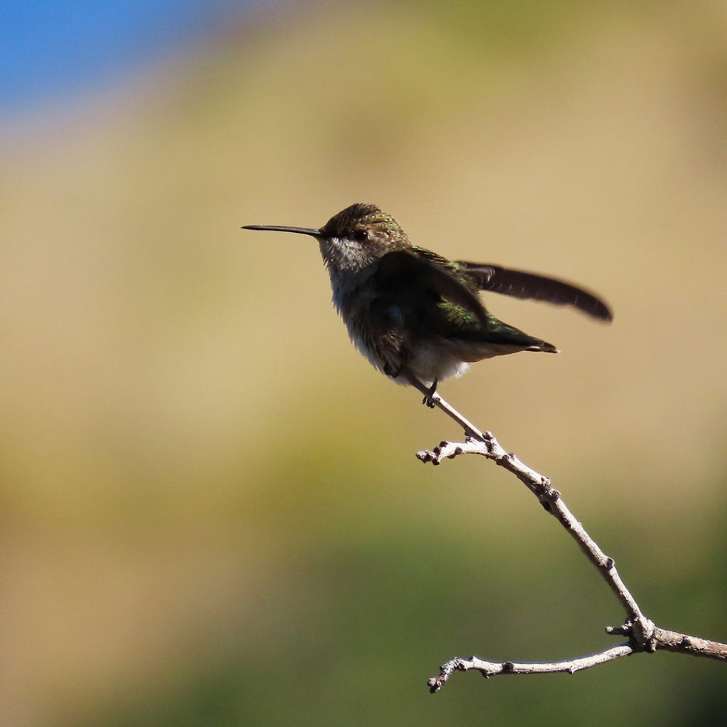 Broad-tailed Hummingbird, East Millcreek, Salt Lake City, Utah, 10 September 2020.