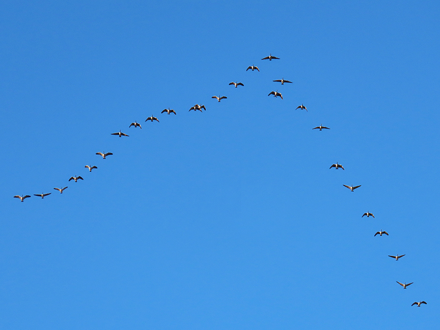 Vee of Canada Geese, East Millcreek, Salt Lake City, Utah, 05 November 2020.