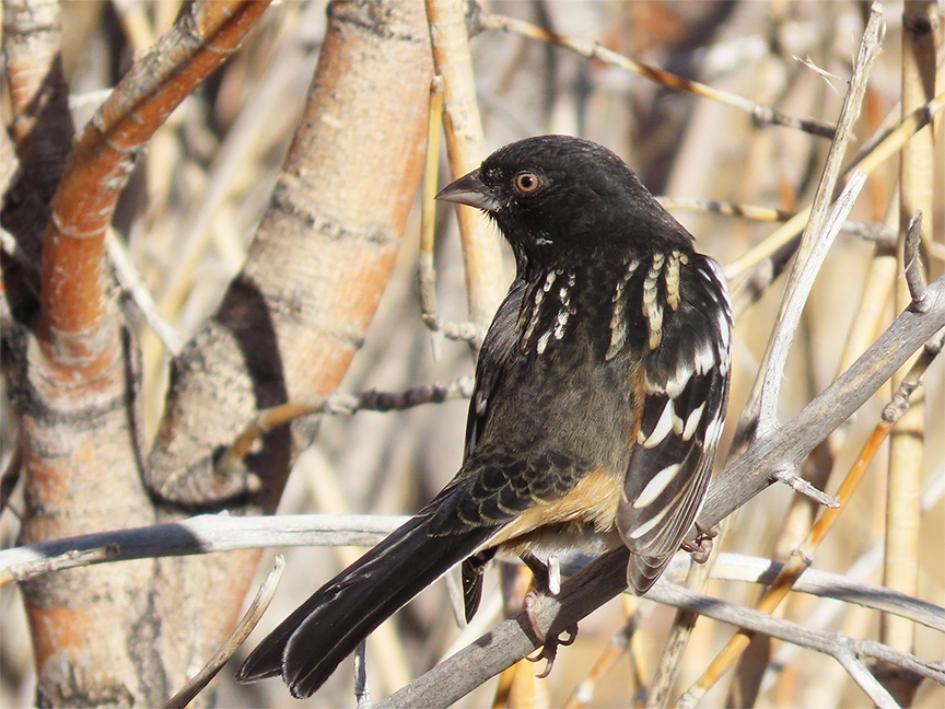 Spotted Towhee, East Millcreek, Salt Lake City, Utah, 31 October 2020.
