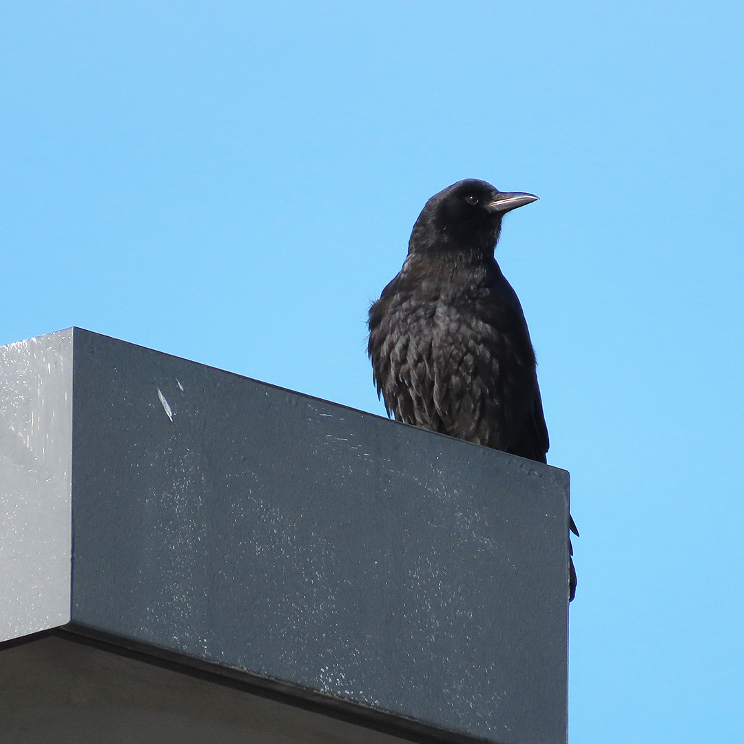 Salt Crow Bird Report » Blog Archive » Solitaire