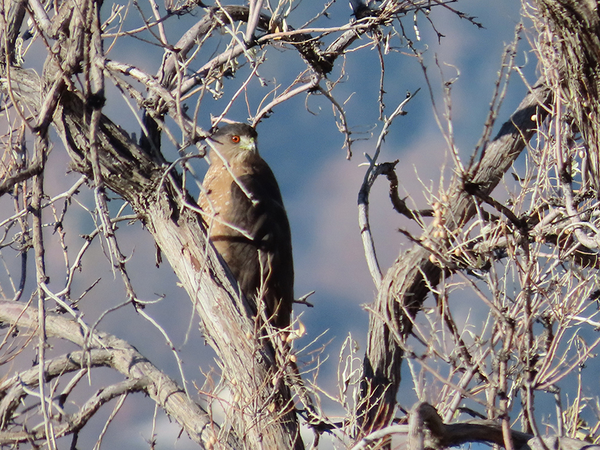 Cooper’s Hawk, East Millcreek, Salt Lake City, Utah, 07 December 2020.