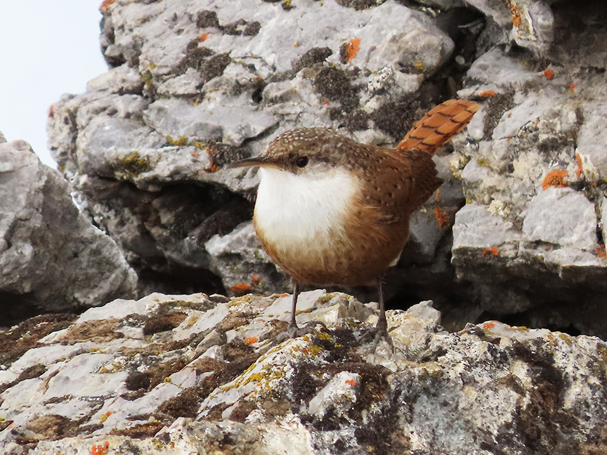 Canyon Wren, East Millcreek, Salt Lake City, Utah, 01 February 2021.