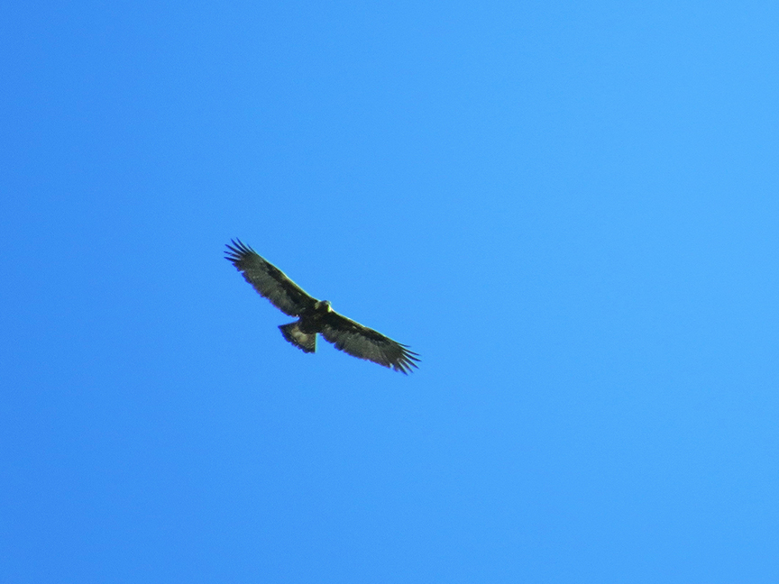 Golden Eagle, East Millcreek, Salt Lake City, Utah, 25 February.