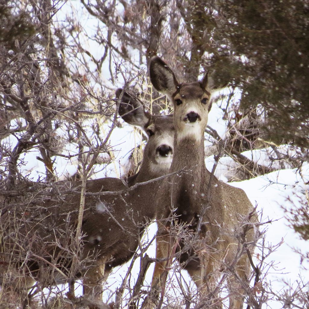 Mule Deer, East Millcreek, Salt Lake City, Utah, 24 February 2021.