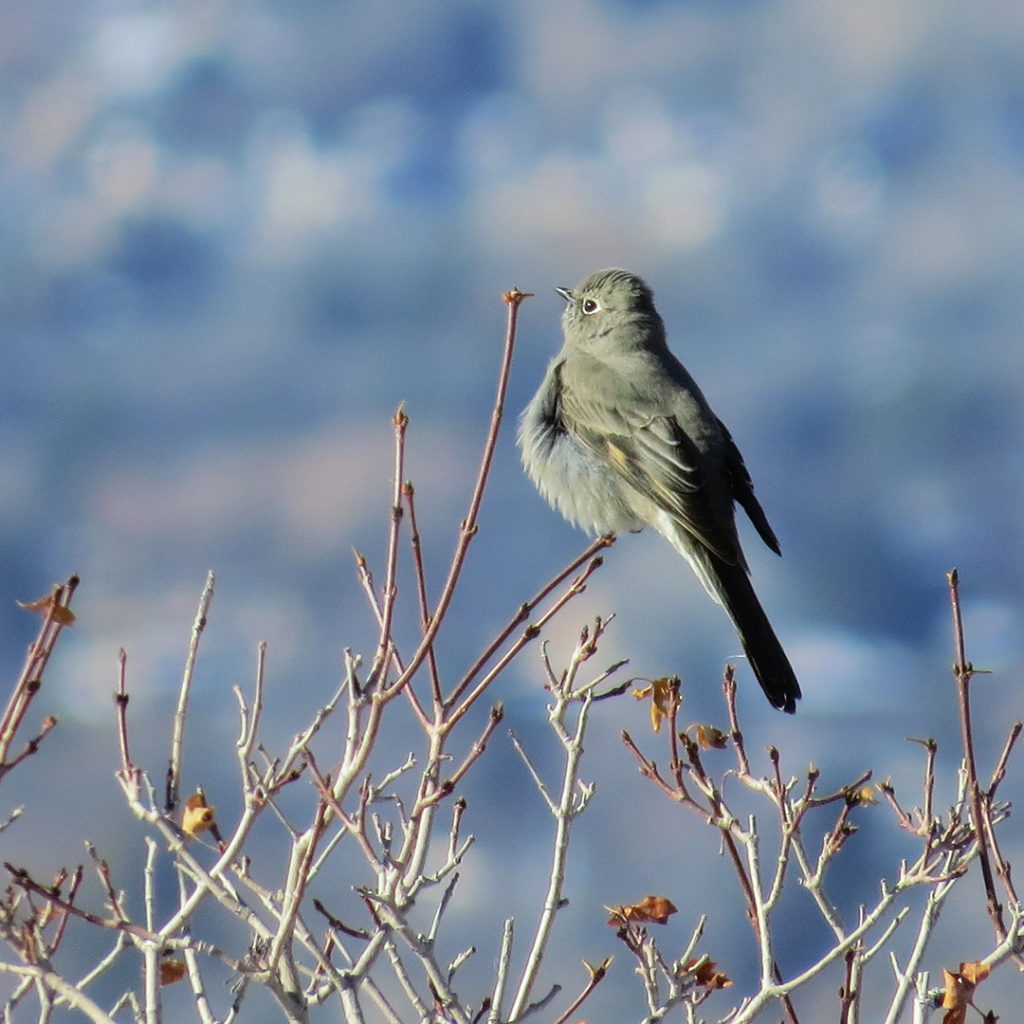 Townsend’s Solitaire, East Millcreek, Salt Lake City, Utah, 25 February 2021.
