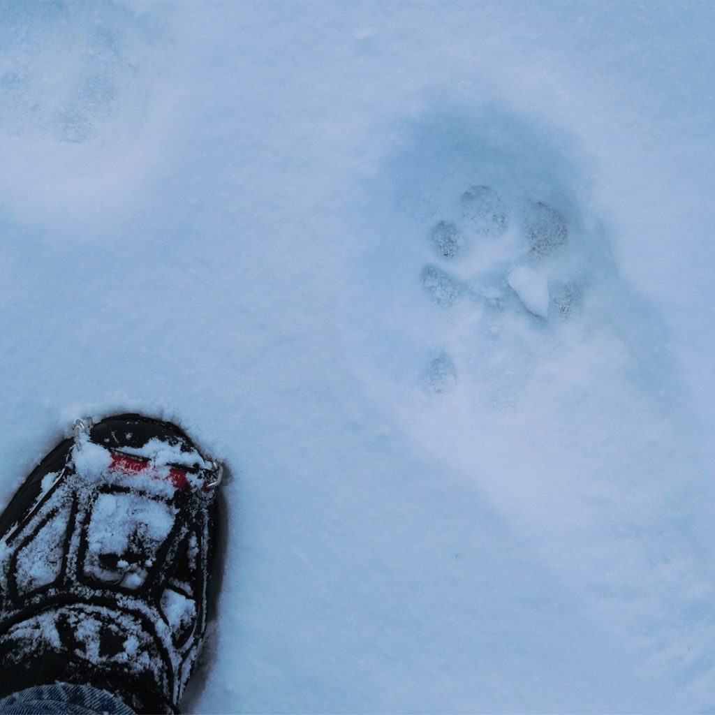 Cat track, East Millcreek, Salt Lake City, Utah, 27 February 2021.