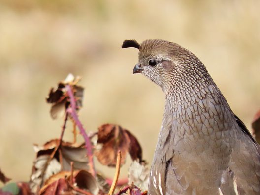California Quail, East Millcreek, Salt Lake City, Utah, 14 March 2021.